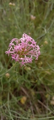 Centranthus angustifolius