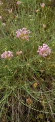 Centranthus angustifolius