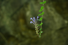 Scutellaria tashiroi