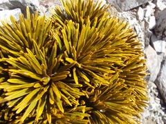 Aciphylla dobsonii