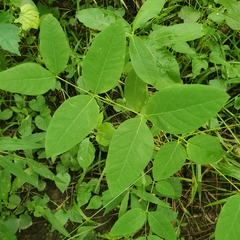 Lathyrus ochroleucus