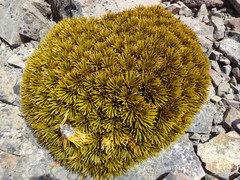 Aciphylla dobsonii