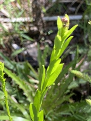 Solidago virgata