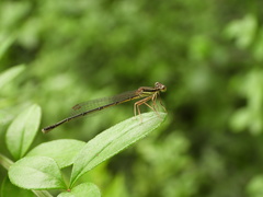 Platycnemis phyllopoda
