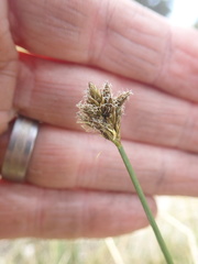Divisae