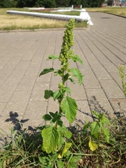 Amaranthus retroflexus