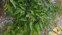 Celtis biondii