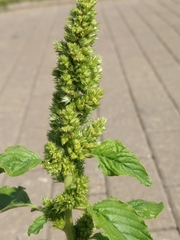 Amaranthus retroflexus