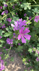 Malva sylvestris