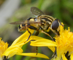 Helophilus obscurus