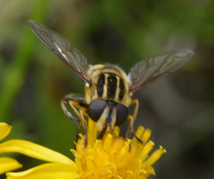 Helophilus obscurus