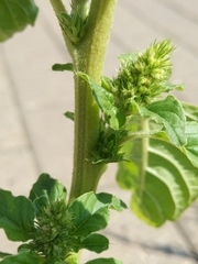 Amaranthus retroflexus