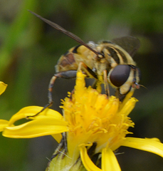 Helophilus obscurus