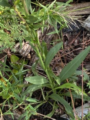 Solidago virgata