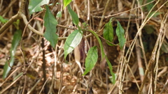 Tarenna gracilipes