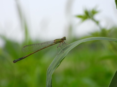 Ischnura elegans