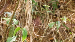 Tarenna gracilipes