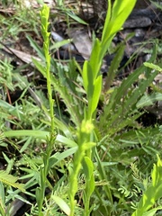 Solidago virgata