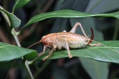 Ocellarnaca furcifera