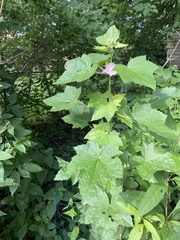 Malva thuringiaca
