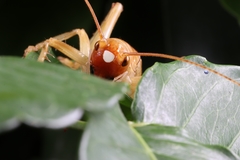 Ocellarnaca furcifera