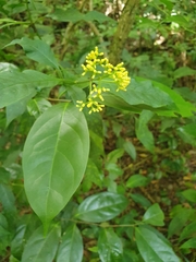 Palicourea pubescens