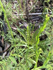 Solidago virgata