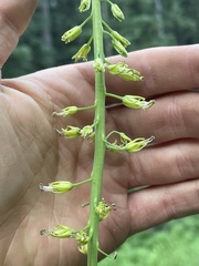 Chlorocrambe hastata
