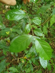 Palicourea pubescens