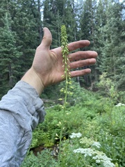 Chlorocrambe hastata