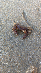 Paraxanthias taylori