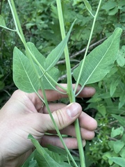 Chlorocrambe hastata