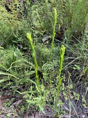 Solidago virgata
