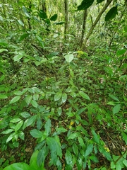 Palicourea pubescens