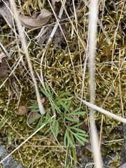 Ostericum tenuifolium