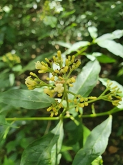 Palicourea pubescens