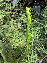 Solidago virgata
