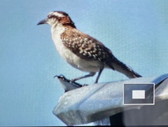 Campylorhynchus rufinucha