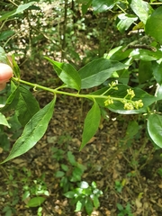 Palicourea pubescens