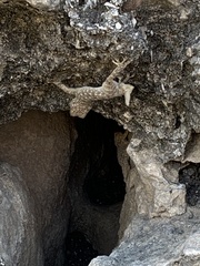 Ptyodactylus guttatus