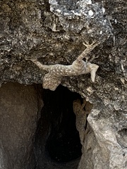 Ptyodactylus guttatus