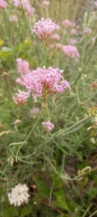 Centranthus angustifolius