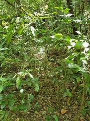 Palicourea pubescens