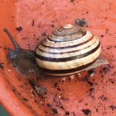 Cepaea hortensis
