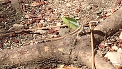 Leiocephalus raviceps