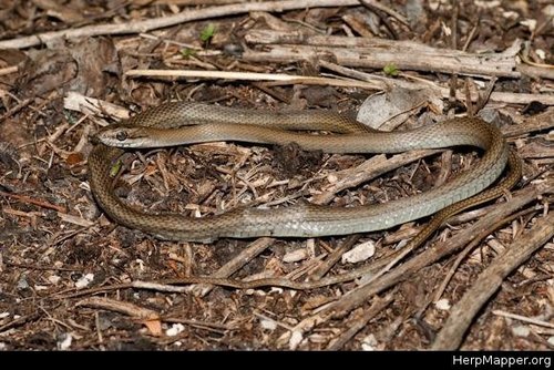 Photo of a Salmon-bellied racer (Mastigodryas melanolomus)