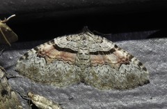 Xanthorhoe packardata