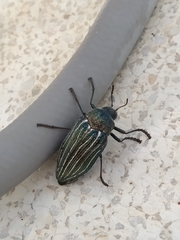 Julodis fidelissima