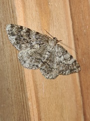 Deileptenia ribeata
