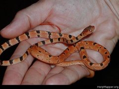 Imantodes gemmistratus